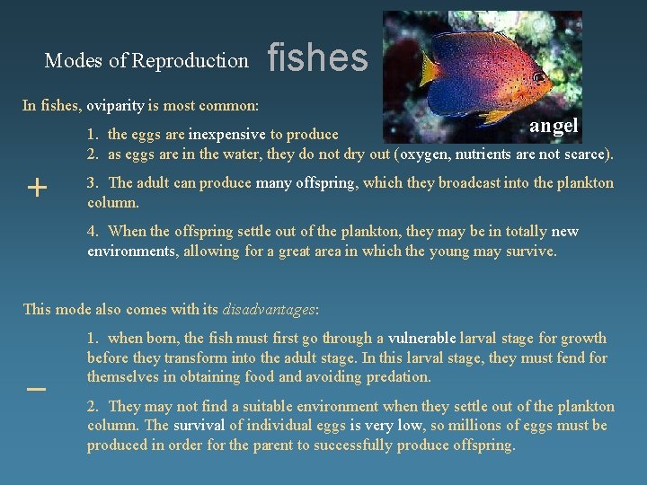 Modes of Reproduction fishes In fishes, oviparity is most common: angel 1. the eggs