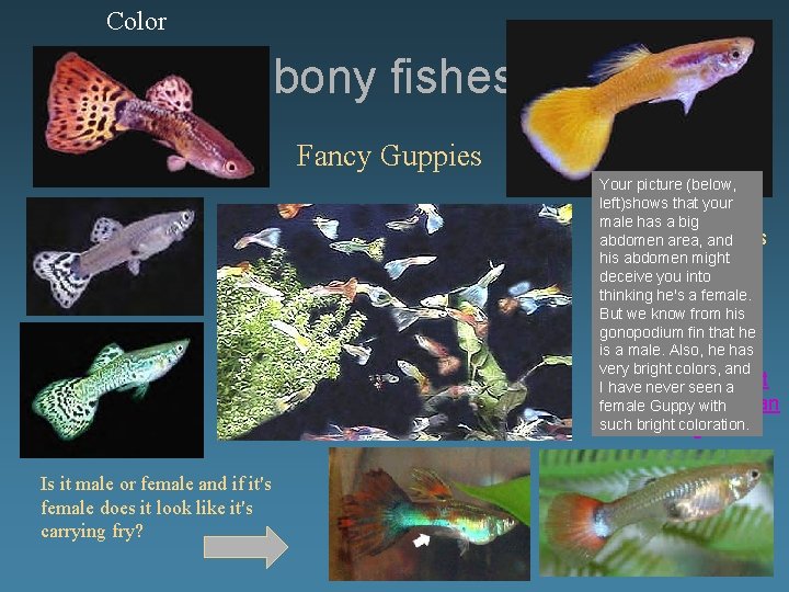 Color bony fishes Fancy Guppies Your picture (below, left)shows that your Good tank mates