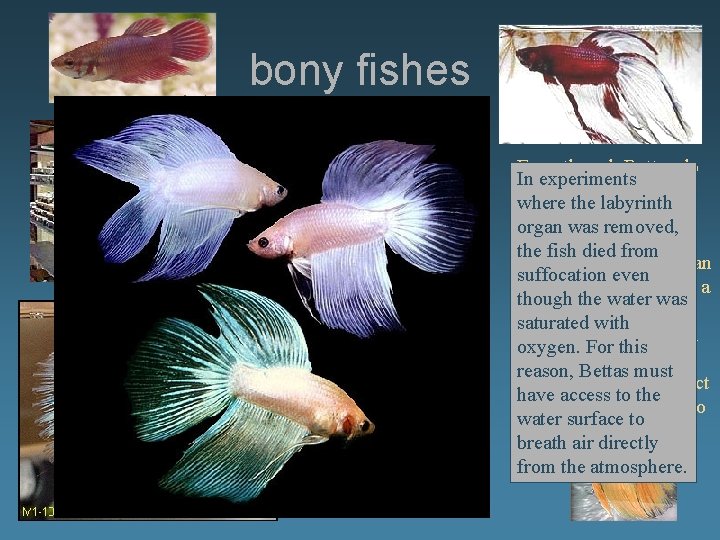 bony fishes bettas Even though Bettas do In experiments well in waters low in