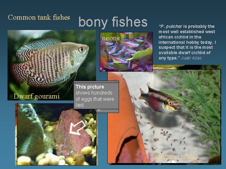 Common tank fishes bony fishes neons Dwarf gourami Convict pair “P. pulcher is probably