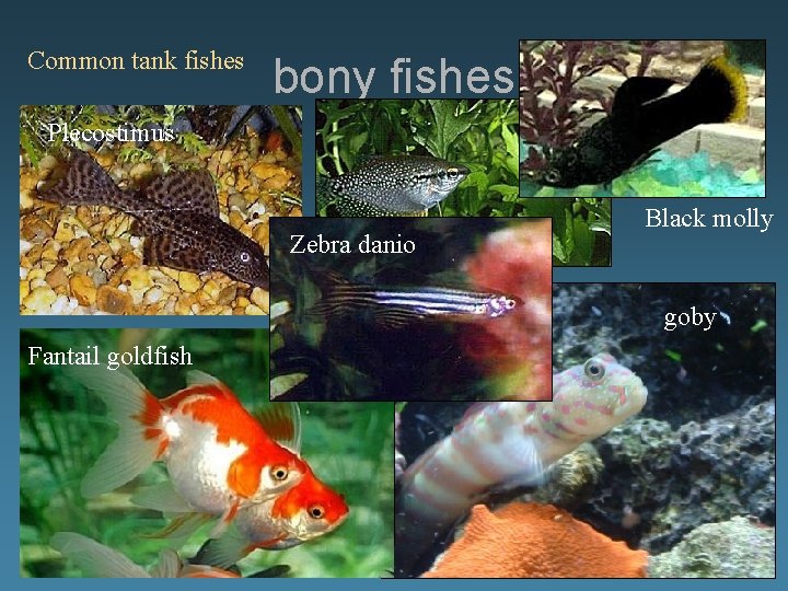 Common tank fishes Plecostimus bony fishes neons Zebra danio Pearl gourami Black molly goby
