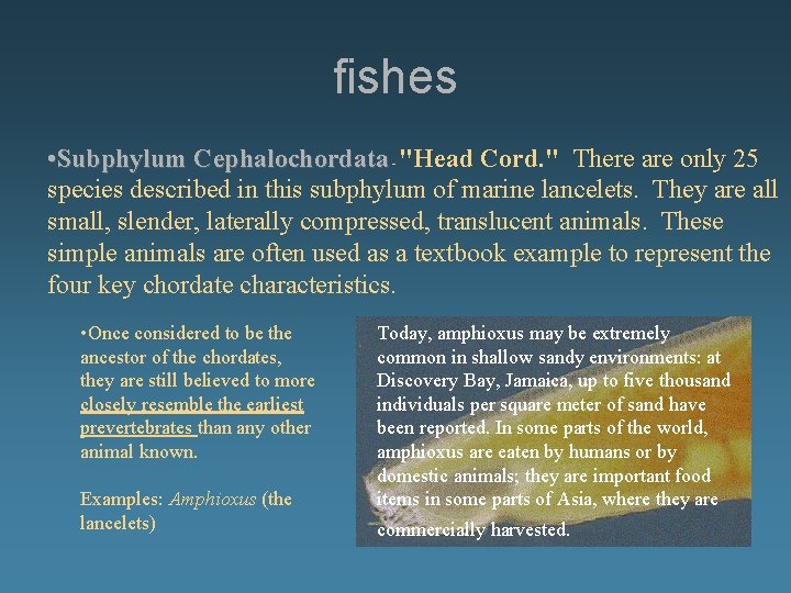 fishes • Subphylum Cephalochordata - "Head Cord. " There are only 25 species described