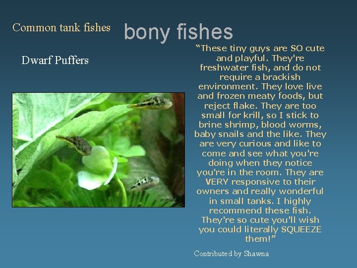 Common tank fishes Dwarf Puffers bony fishes “These tiny guys are SO cute and