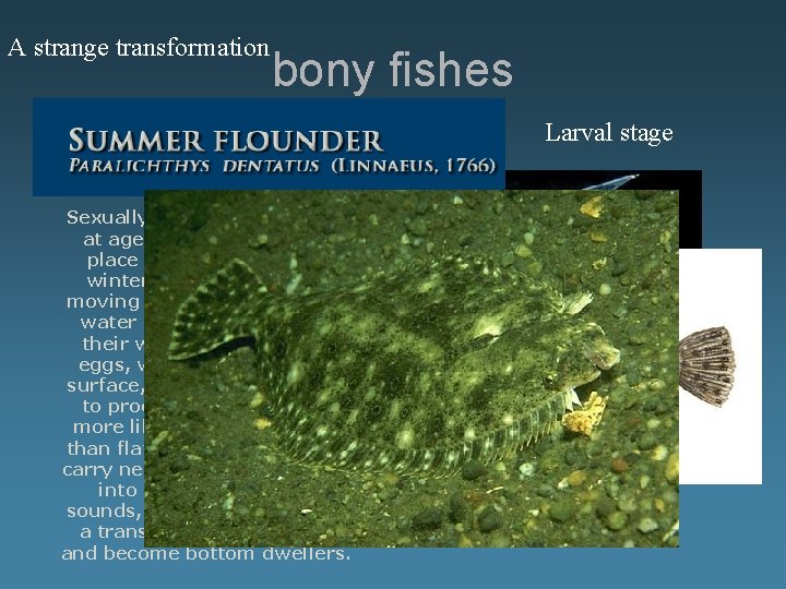 A strange transformation bony fishes Larval stage Sexually maturity is reached at age 3.