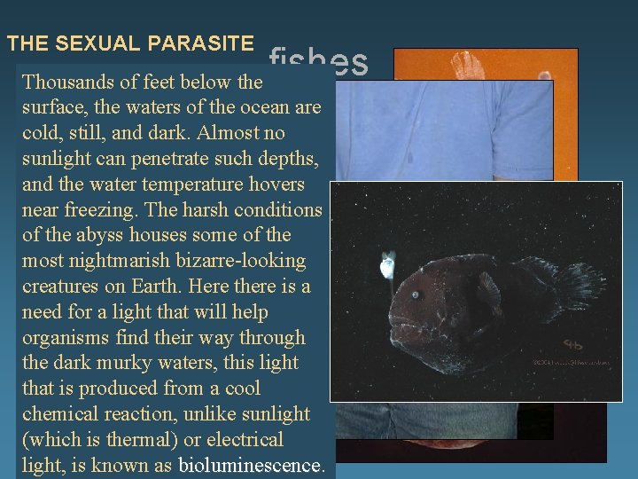 THE SEXUAL PARASITE fishes Thousands of feet below the Finding a mate in the