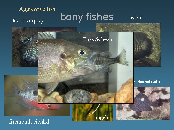 Aggressive fish Jack dempsey bony fishes oscar Bass & beam Threespot damsel (salt) firemouth