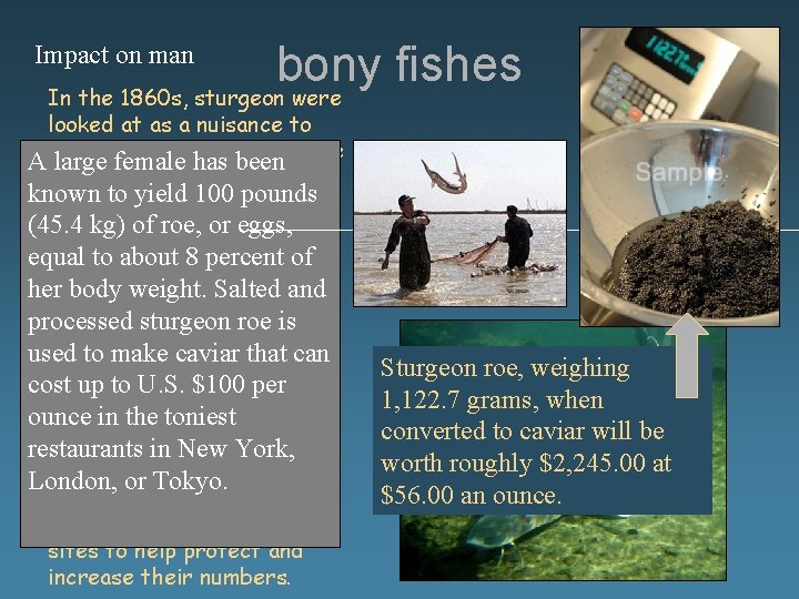 bony fishes In the 1860 s, sturgeon were Impact on man looked at as