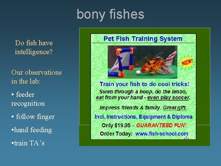 bony fishes Do fish have intelligence? Our observations in the lab: • feeder recognition