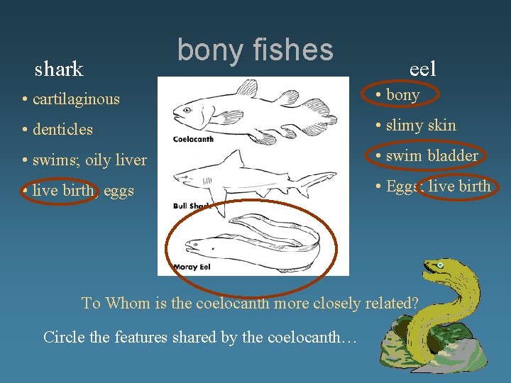 shark • cartilaginous • denticles • swims; oily liver • live birth; eggs bony