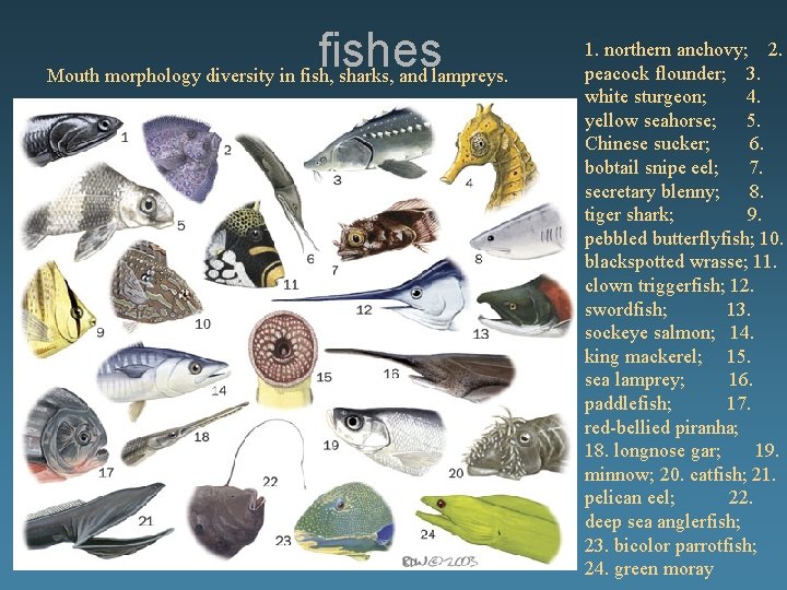 fishes Mouth morphology diversity in fish, sharks, and lampreys. 1. northern anchovy; 2. peacock