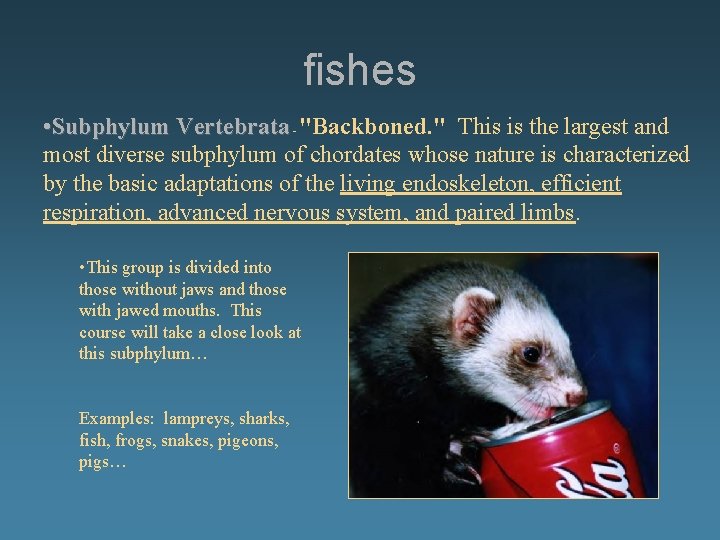 fishes • Subphylum Vertebrata - "Backboned. " This is the largest and most diverse