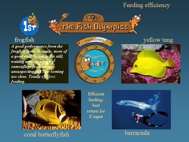 Feeding efficiency frogfish yellow tang A good performance from the frogfish there. Actually, more