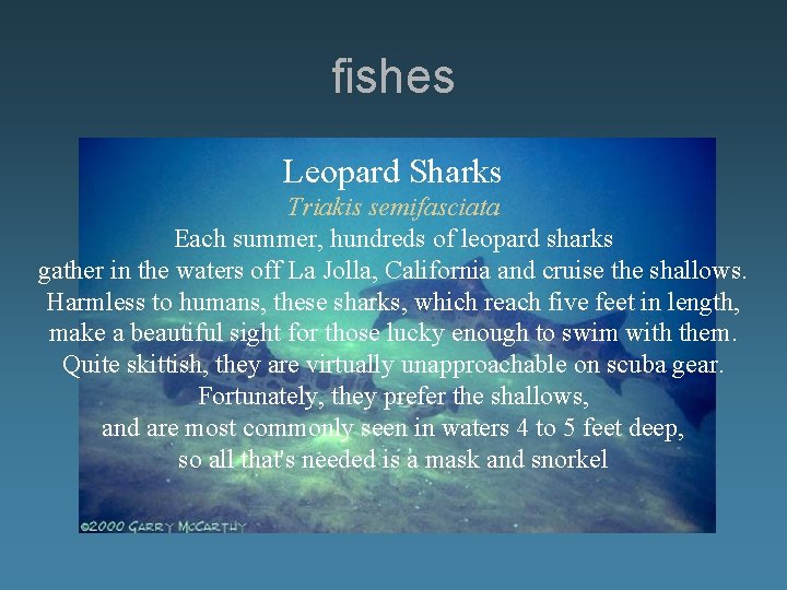 fishes Leopard Sharks Triakis semifasciata Each summer, hundreds of leopard sharks gather in the