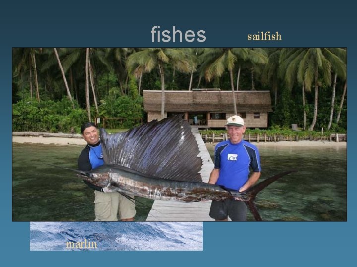 fishes marlin sailfish 