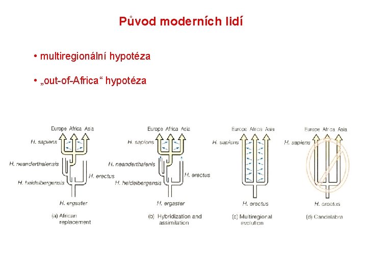 Původ moderních lidí • multiregionální hypotéza • „out-of-Africa“ hypotéza 