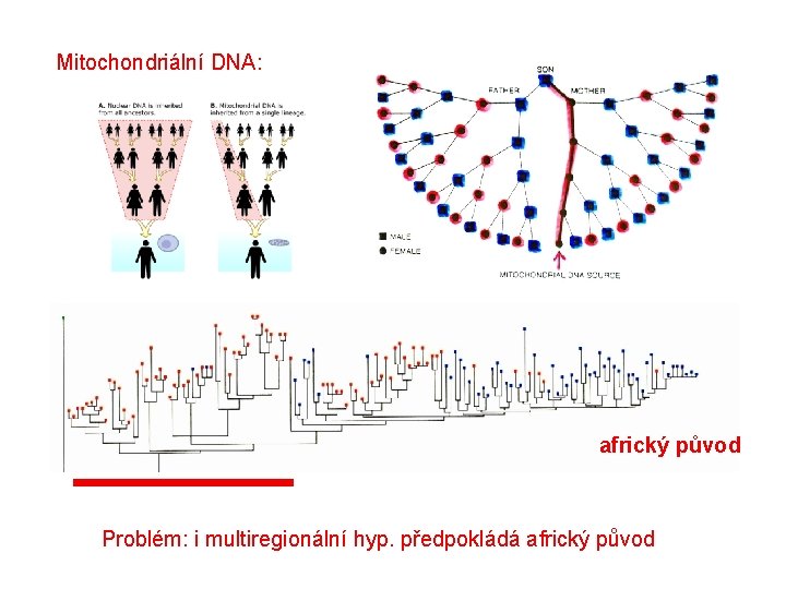 Mitochondriální DNA: africký původ Problém: i multiregionální hyp. předpokládá africký původ 