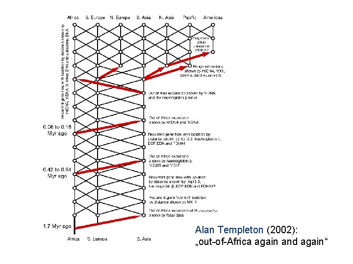 Alan Templeton (2002): „out-of-Africa again and again“ 