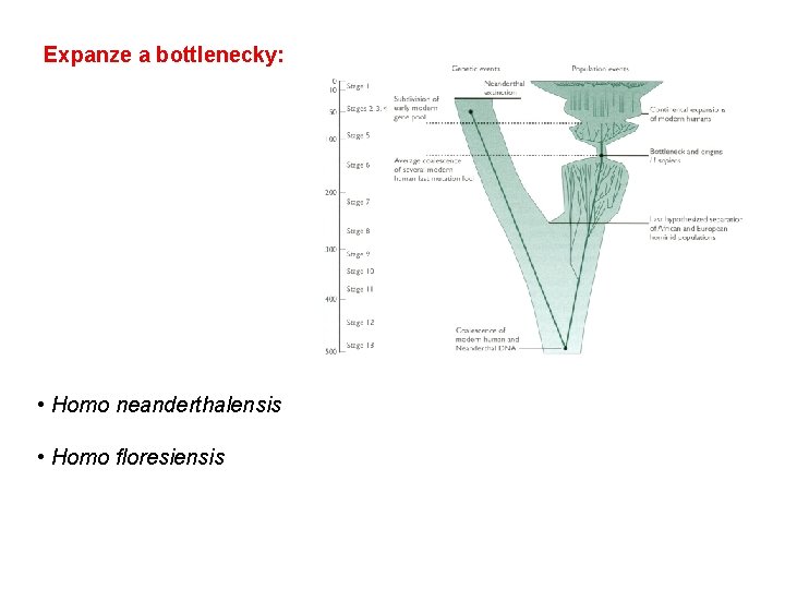 Expanze a bottlenecky: • Homo neanderthalensis • Homo floresiensis 