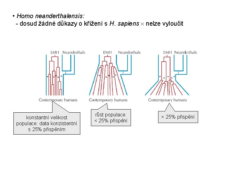  • Homo neanderthalensis: - dosud žádné důkazy o křížení s H. sapiens nelze