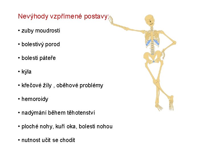 Nevýhody vzpřímené postavy: • zuby moudrosti • bolestivý porod • bolesti páteře • kýla