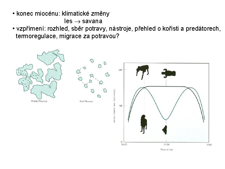  • konec miocénu: klimatické změny les savana • vzpřímení: rozhled, sběr potravy, nástroje,