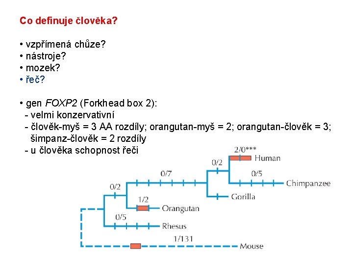 Co definuje člověka? • vzpřímená chůze? • nástroje? • mozek? • řeč? • gen