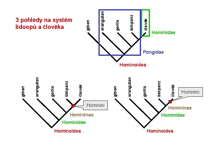 člověk šimpanz gorila orangutan gibon 3 pohledy na systém lidoopů a člověka Hominidae Pongidae