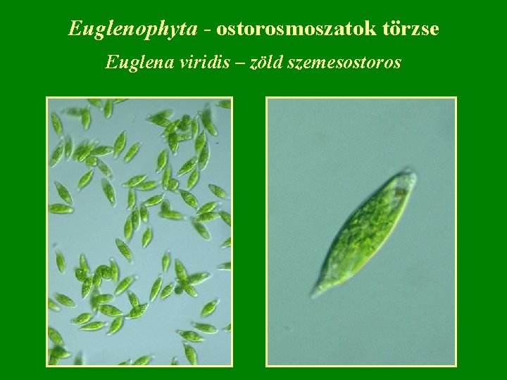 Euglenophyta - ostorosmoszatok törzse Euglena viridis – zöld szemesostoros 