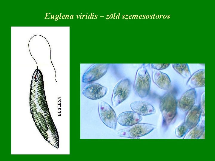 Euglena viridis – zöld szemesostoros 