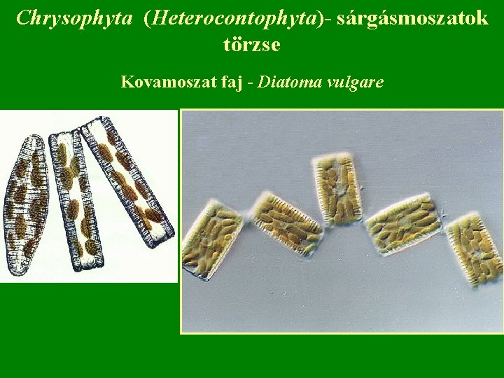 Chrysophyta (Heterocontophyta)- sárgásmoszatok törzse Kovamoszat faj - Diatoma vulgare 