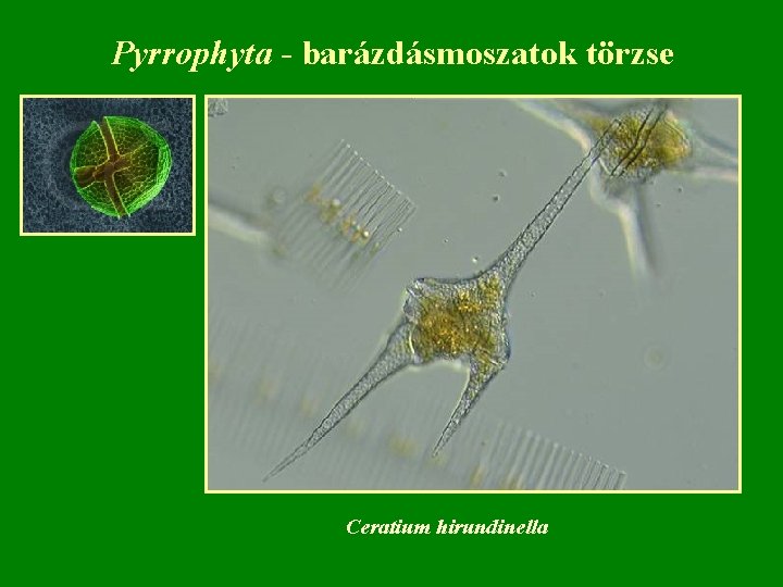 Pyrrophyta - barázdásmoszatok törzse Ceratium hirundinella 