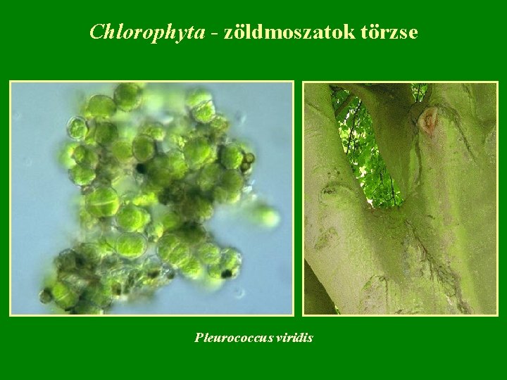 Chlorophyta - zöldmoszatok törzse Pleurococcus viridis 