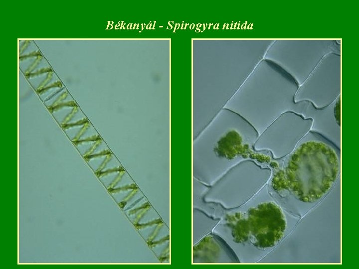 Békanyál - Spirogyra nitida 