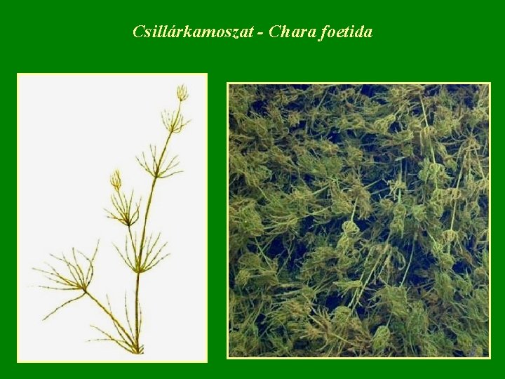 Csillárkamoszat - Chara foetida 