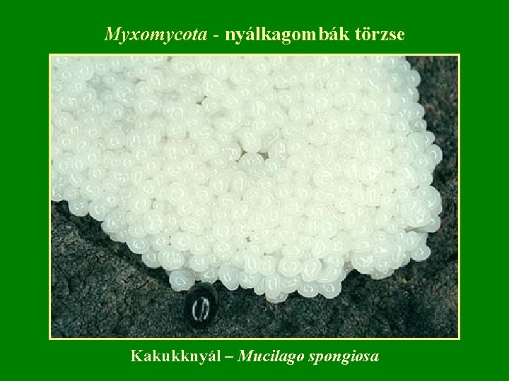 Myxomycota - nyálkagombák törzse Kakukknyál – Mucilago spongiosa 