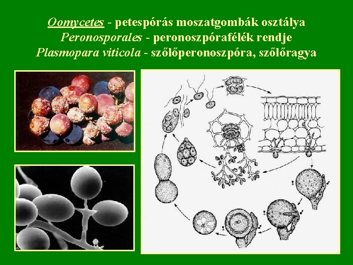 Oomycetes - petespórás moszatgombák osztálya Peronosporales - peronoszpórafélék rendje Plasmopara viticola - szőlőperonoszpóra, szőlőragya