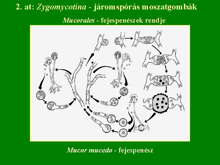 2. at: Zygomycotina - járomspórás moszatgombák Mucorales - fejespenészek rendje Mucor mucedo - fejespenész