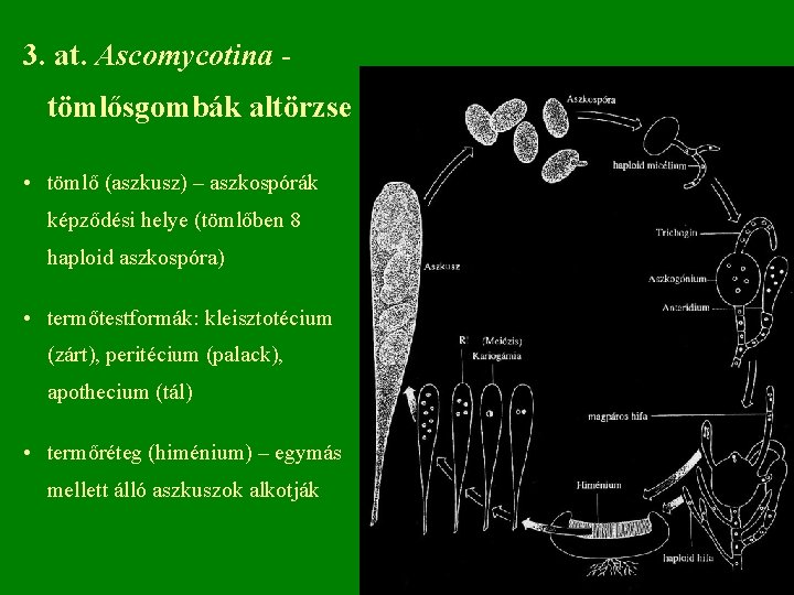 3. at. Ascomycotina tömlősgombák altörzse • tömlő (aszkusz) – aszkospórák képződési helye (tömlőben 8