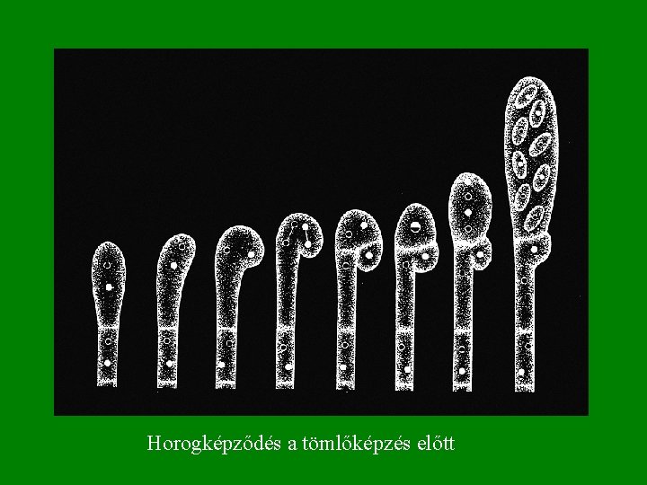 Horogképződés a tömlőképzés előtt 