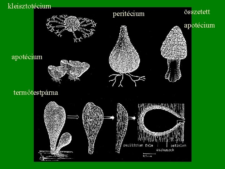 kleisztotécium peritécium összetett apotécium termőtestpárna 