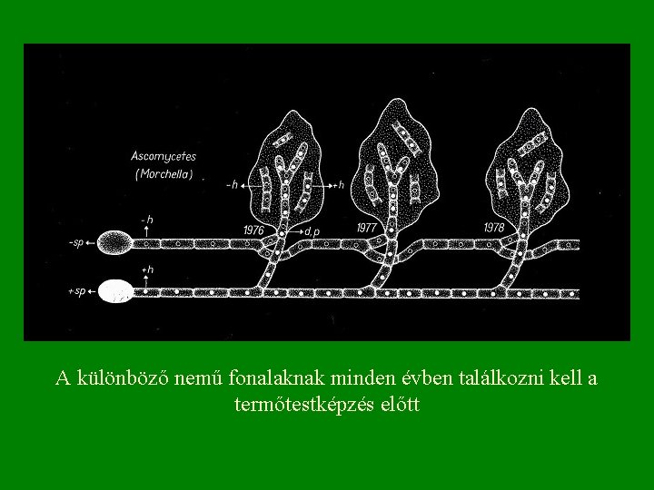 A különböző nemű fonalaknak minden évben találkozni kell a termőtestképzés előtt 