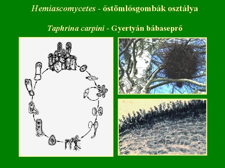 Hemiascomycetes - őstömlősgombák osztálya Taphrina carpini - Gyertyán bábaseprő 