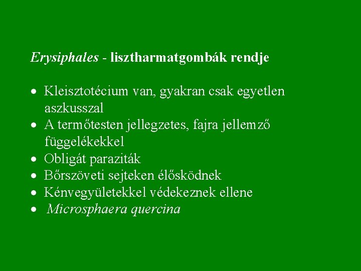  Erysiphales - lisztharmatgombák rendje · Kleisztotécium van, gyakran csak egyetlen aszkusszal · A