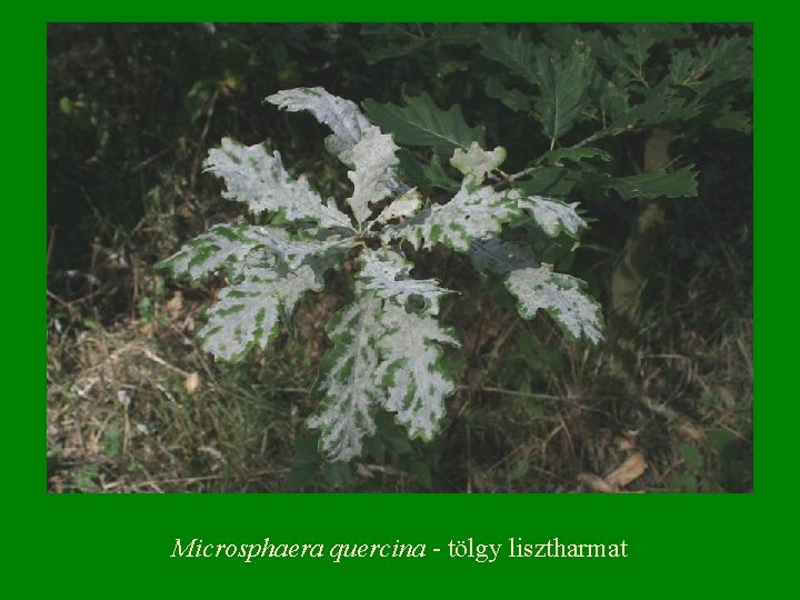 Microsphaera quercina - tölgy lisztharmat 