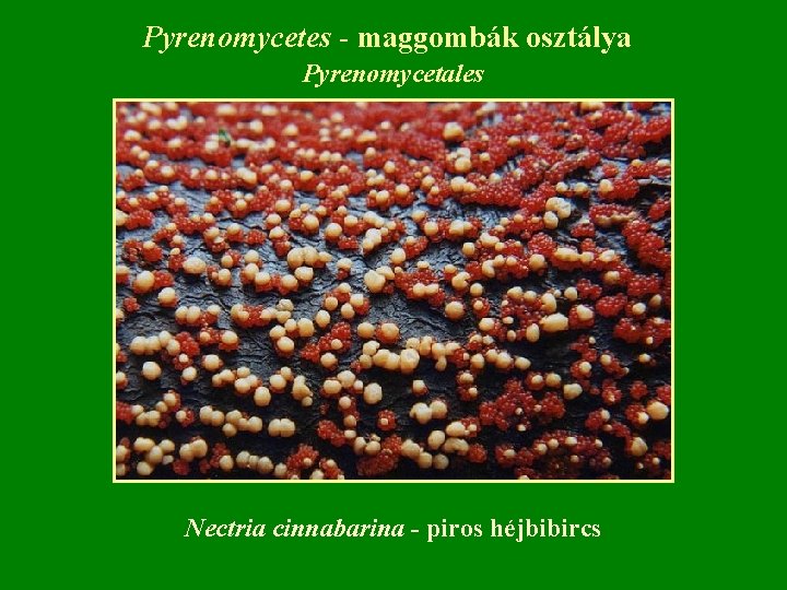 Pyrenomycetes - maggombák osztálya Pyrenomycetales Nectria cinnabarina - piros héjbibircs 