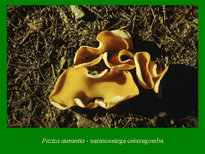 Peziza aurantia - narancssárga csészegomba 