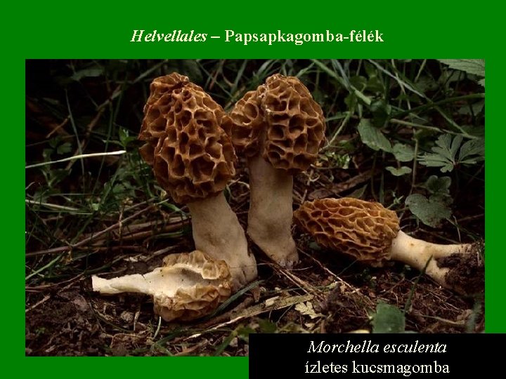 Helvellales – Papsapkagomba-félék Morchella esculenta ízletes kucsmagomba 