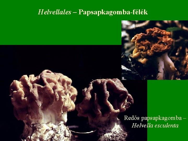 Helvellales – Papsapkagomba-félék Redős papsapkagomba – Helvella esculenta 