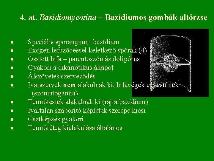 4. at. Basidiomycotina – Bazídiumos gombák altörzse · Speciális sporangium: bazídium · Exogén lefűződéssel