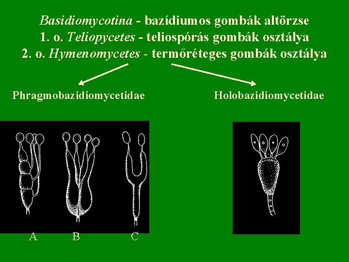 Basidiomycotina - bazídiumos gombák altörzse 1. o. Teliopycetes - teliospórás gombák osztálya 2. o.